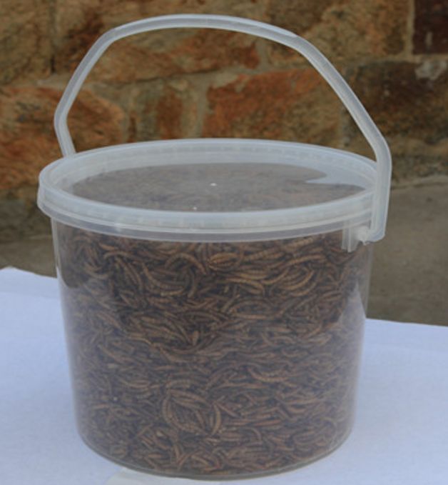 Bulk Dried mealworm supplier in Switzerland